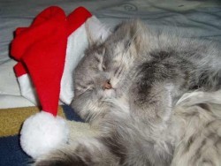 nacho-weihnachtsmann.jpg (15.38 KiB) 1550 mal betrachtet nacho-weihnachtsmann.jpg