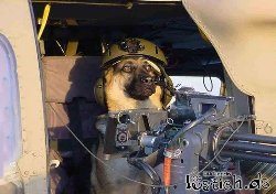 13084-killer-hund.jpg (72.09 KiB) 104190 mal betrachtet 13084-killer-hund.jpg